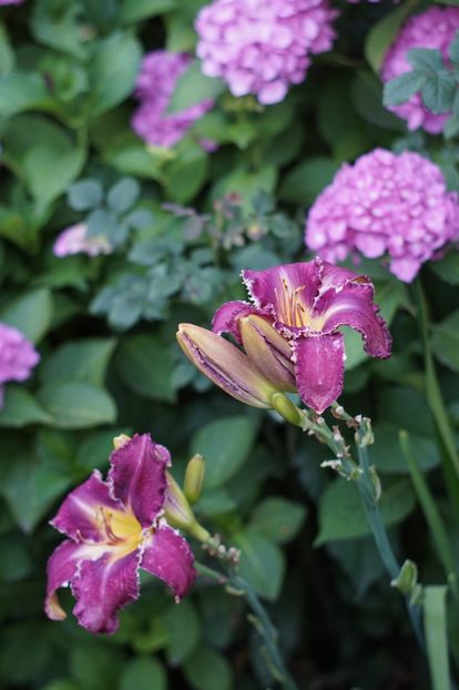  - Hemerocallis 2018- 2019