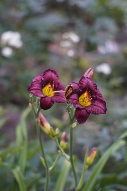  - Hemerocallis 2018- 2019