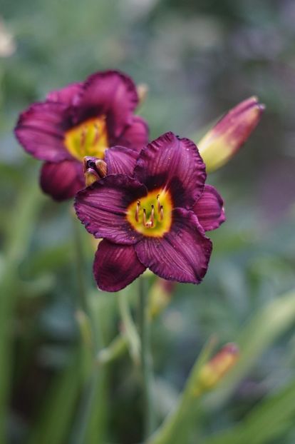  - Hemerocallis 2018- 2019