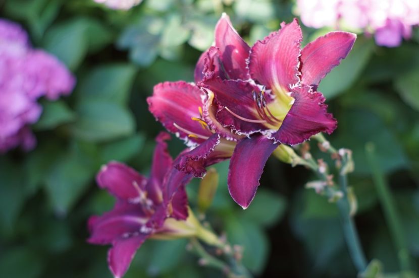  - Hemerocallis 2018- 2019