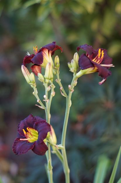  - Hemerocallis 2018- 2019