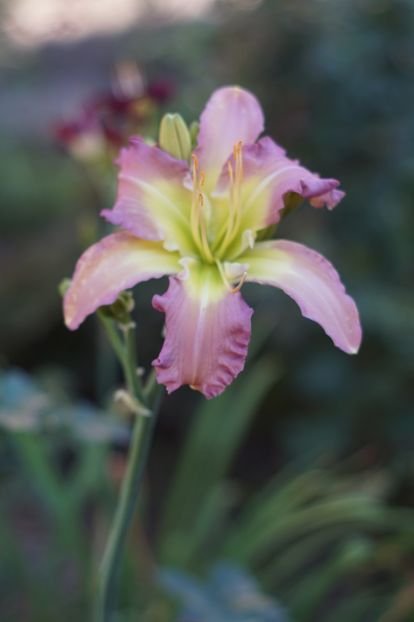  - Hemerocallis 2018- 2019