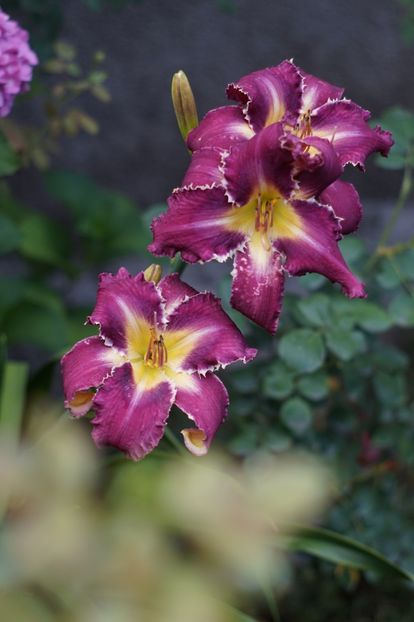  - Hemerocallis 2018- 2019