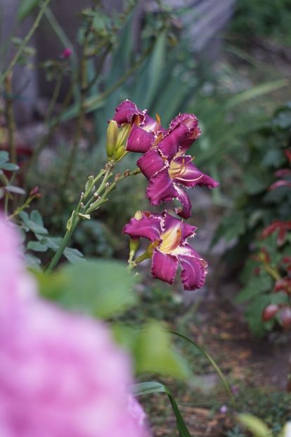  - Hemerocallis 2018- 2019
