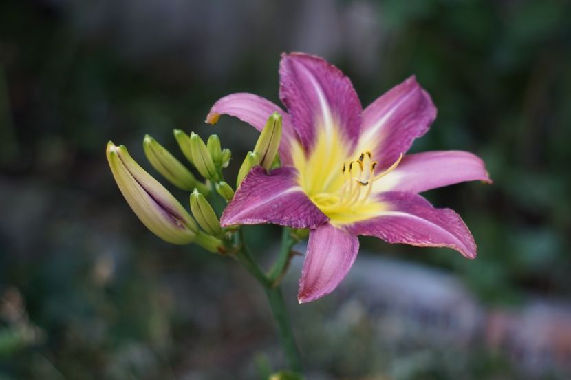  - Hemerocallis 2018- 2019