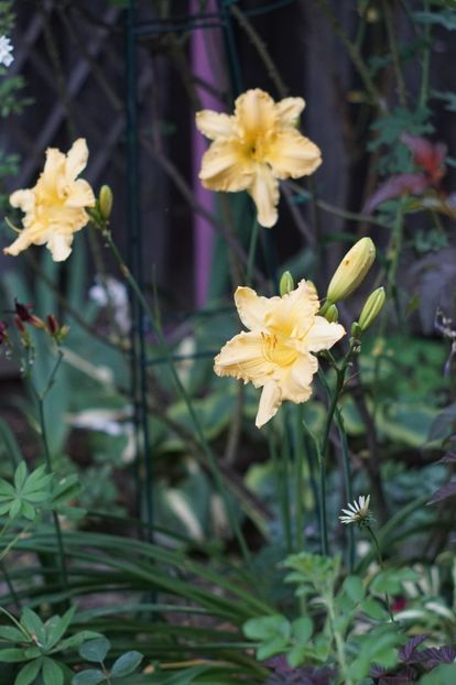 Yazoo Elsie - Hemerocallis 2018- 2019