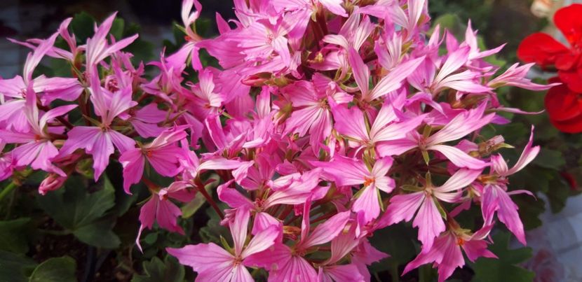 received_705731873192392 - Floricele