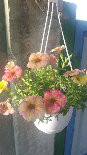  - Floricele