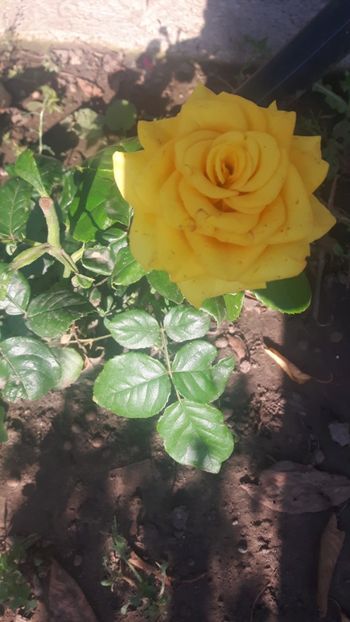  - Floricele