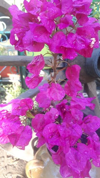  - Floricele