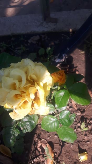  - Floricele