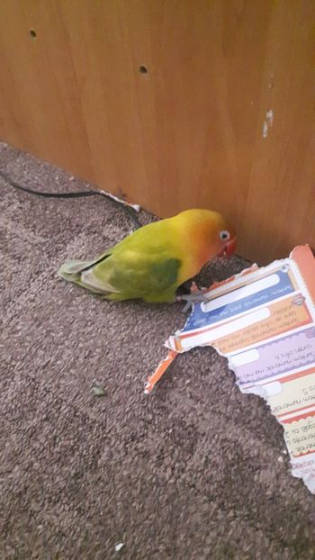  - Polly