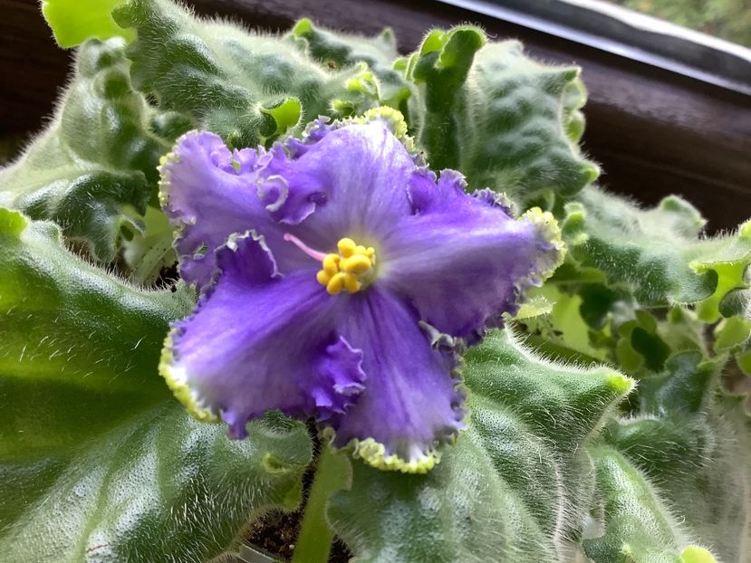  - Reigning Beauty sport