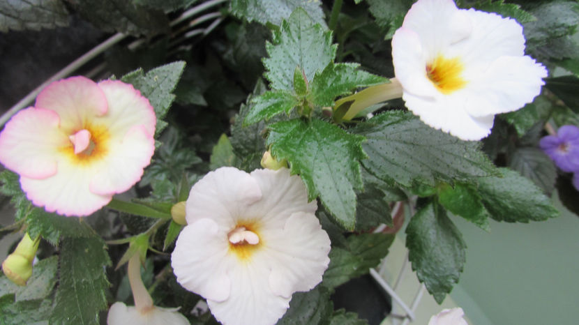 Vie en rose - Achimenes 2019