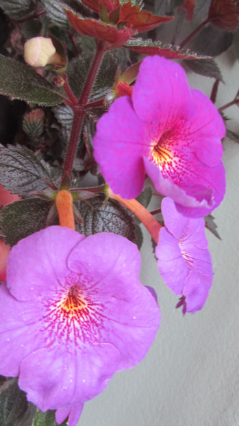 Extravagantza - Achimenes 2019