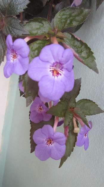 Electra - Achimenes 2019