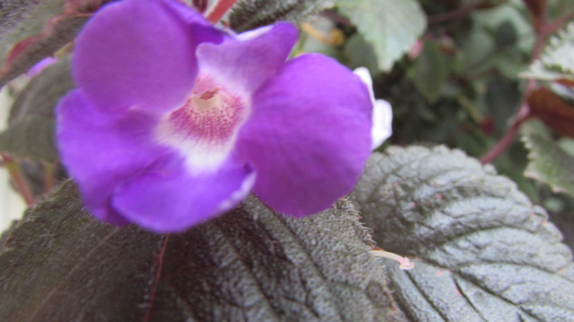 Patens Major - Achimenes 2019