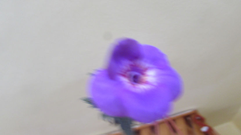 Nana Reene - Achimenes 2019