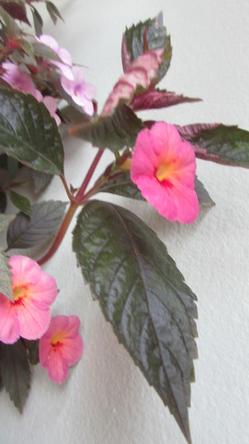 Ice Tea - Achimenes 2019