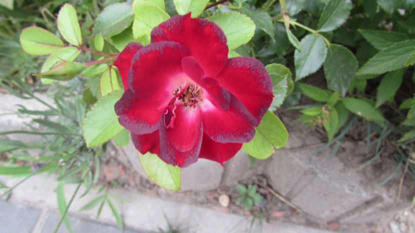  - A A Flori de gradina 2