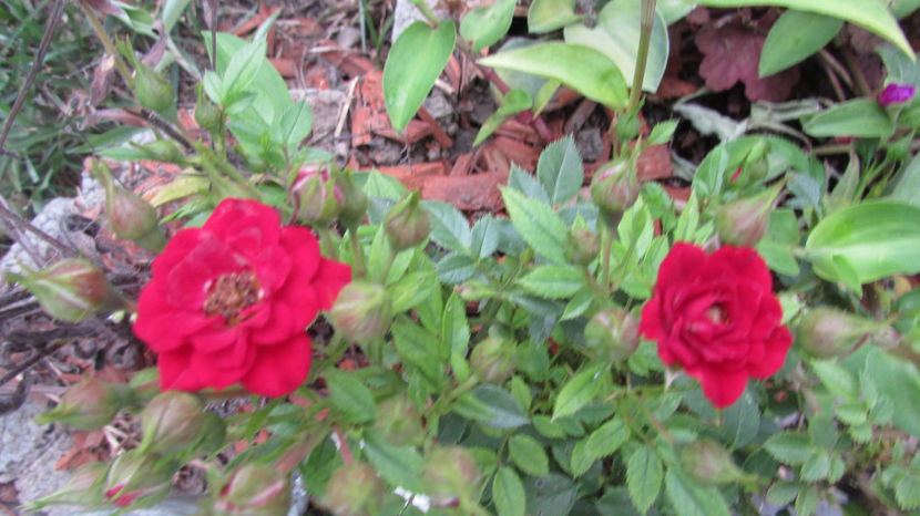  - A A Flori de gradina 2