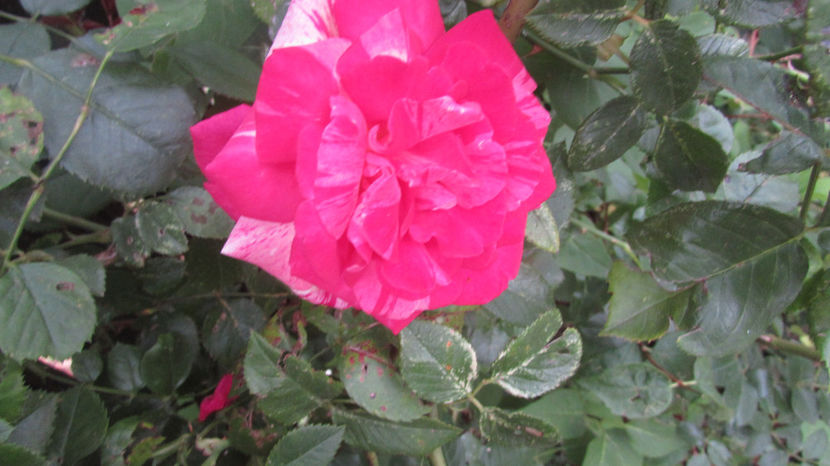  - A A Flori de gradina 2