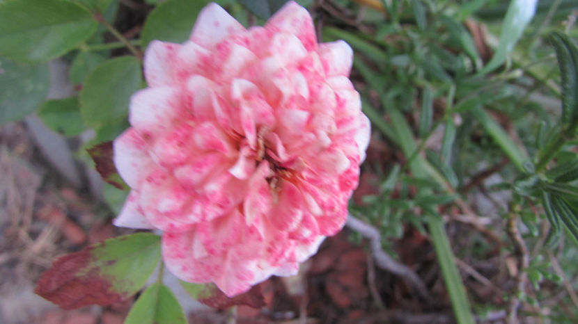  - A A Flori de gradina 2