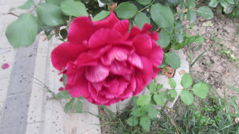  - A A Flori de gradina 2