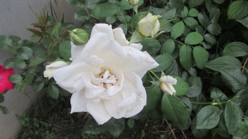  - A A Flori de gradina 2