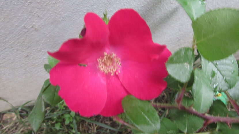  - A A Flori de gradina 2