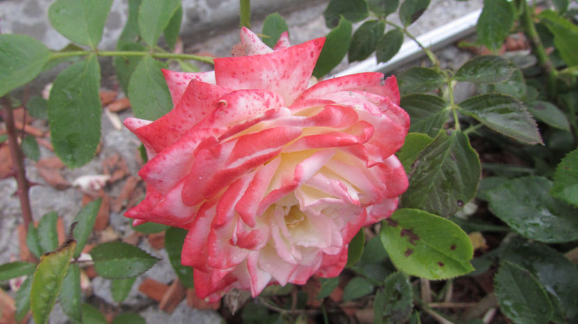  - A A Flori de gradina 2