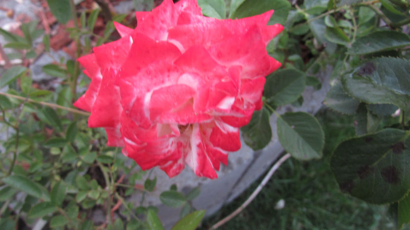  - A A Flori de gradina 2