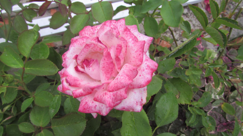  - A A Flori de gradina 2