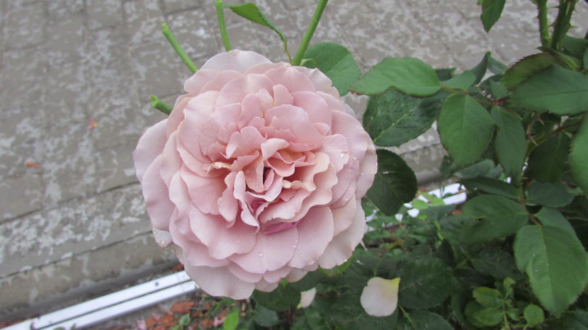  - A A Flori de gradina 2