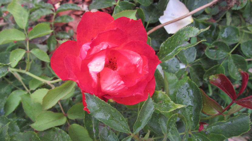  - A A Flori de gradina 2