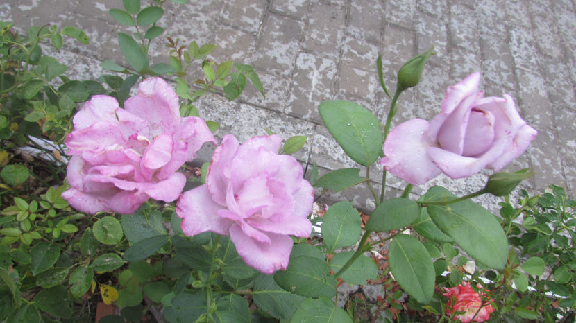  - A A Flori de gradina 2