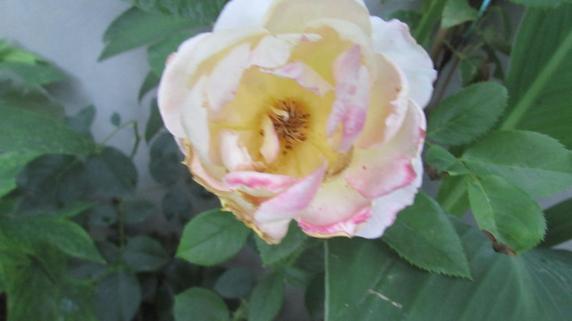  - A A Flori de gradina 2