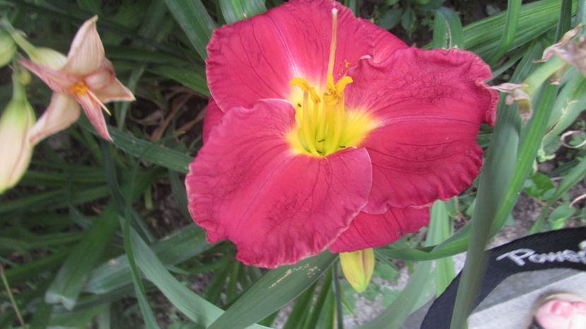  - A A Flori de gradina 2