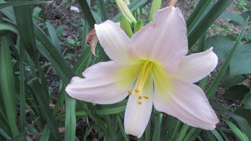  - A A Flori de gradina 2