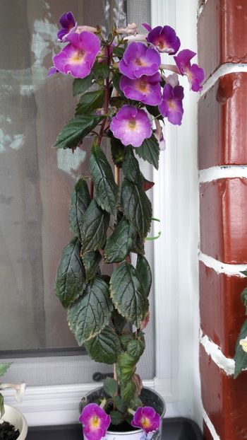 Cam asa s-a lungit :) - BriDs Gabriela