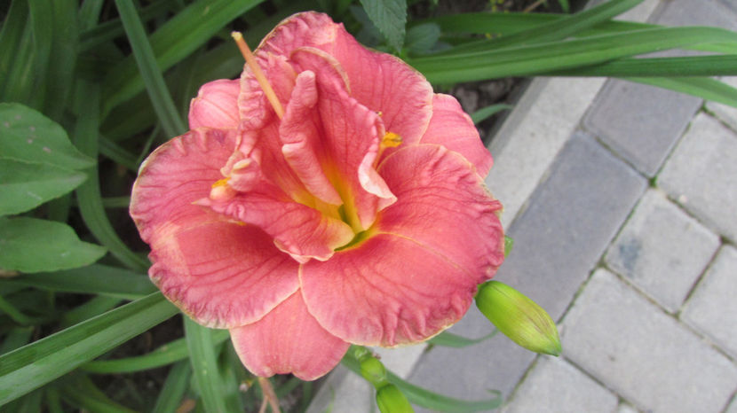  - A A Flori de gradina 2