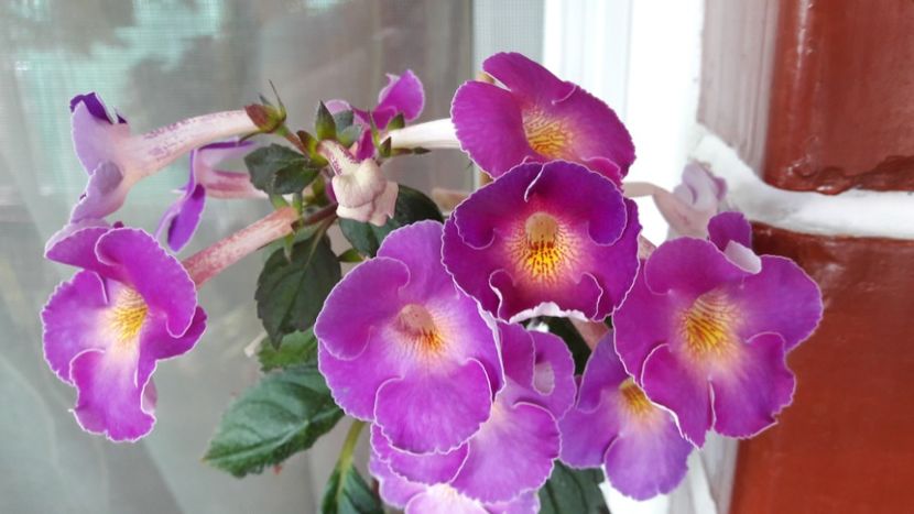 Moțul - BriDs Gabriela