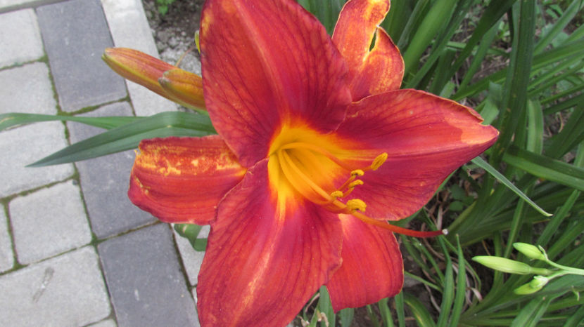  - A A Flori de gradina 2