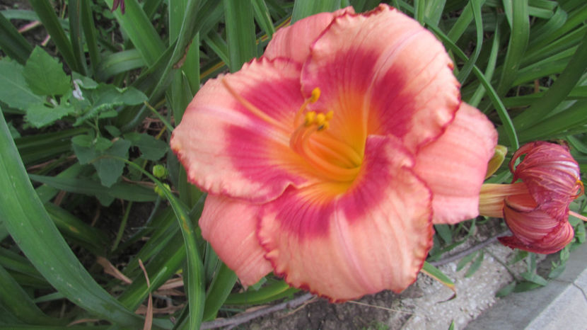  - A A Flori de gradina 2