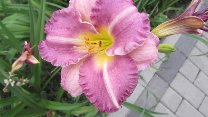  - A A Flori de gradina 2