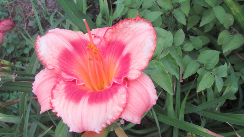  - A A Flori de gradina 2