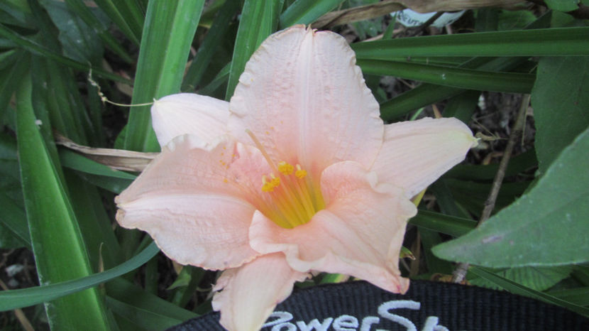  - A A Flori de gradina 2