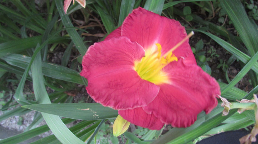  - A A Flori de gradina 2