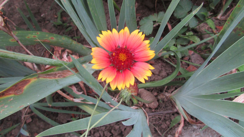  - A A Flori de gradina 2