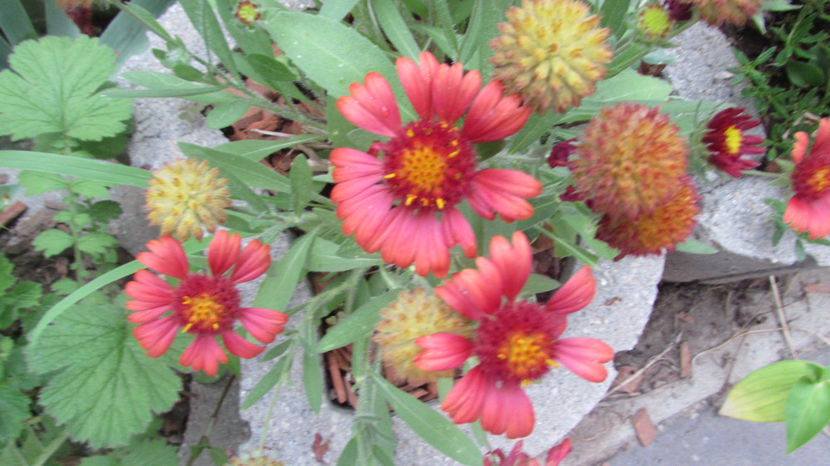  - A A Flori de gradina 2